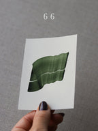 Sample print ~ Forest Flickers