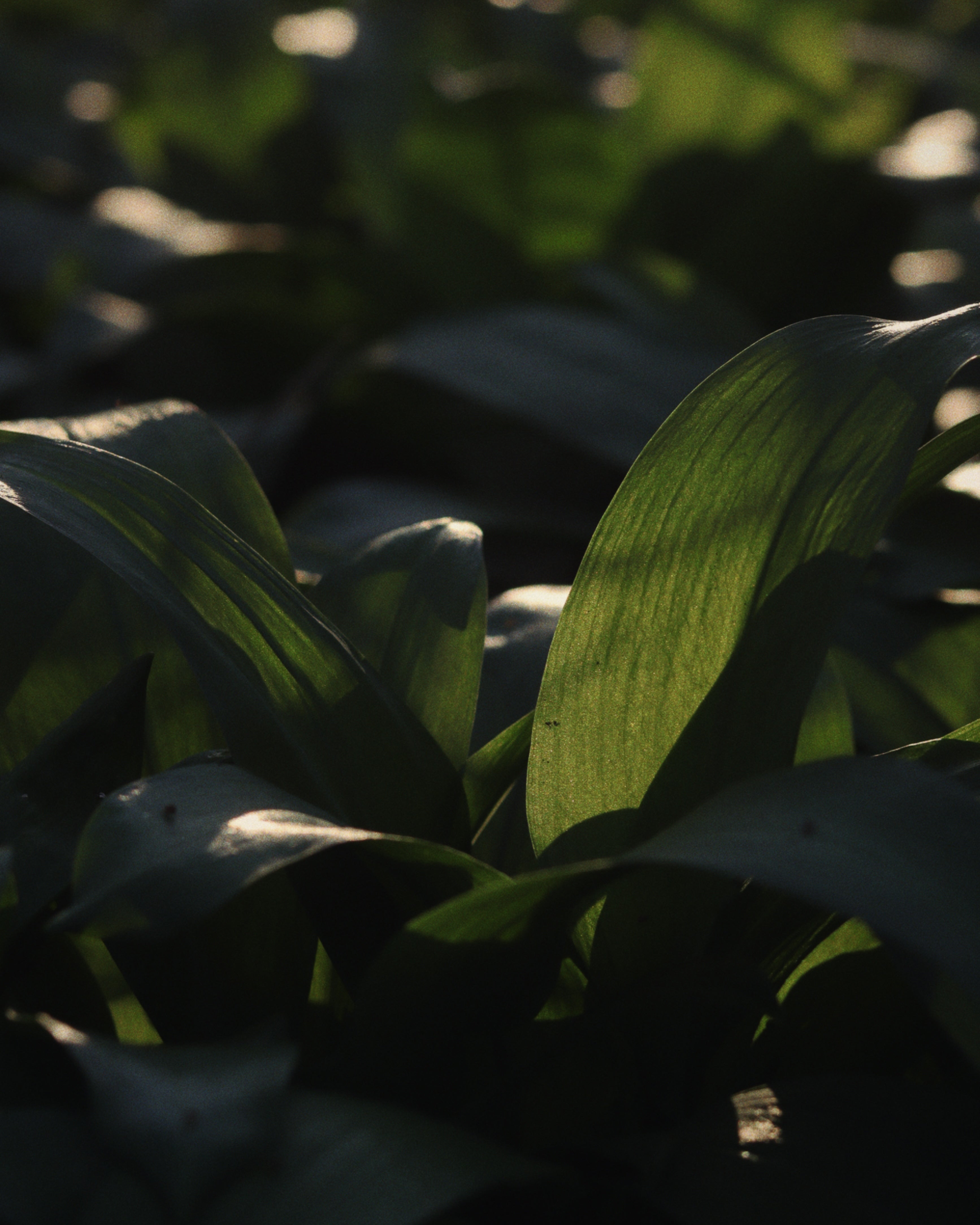 Close-up of green leaves in the forest with a blurred background at sunset