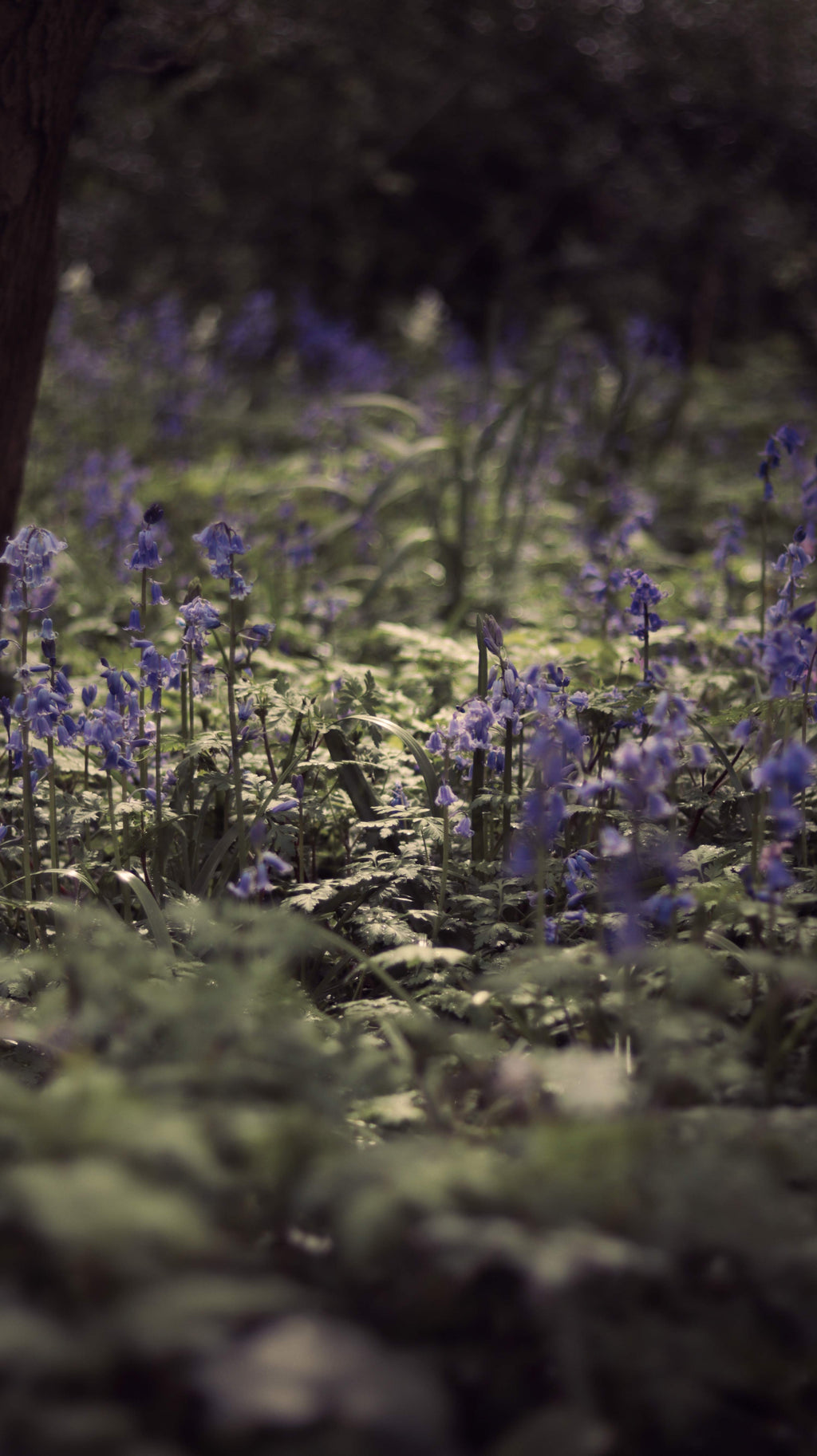 Bluebells in a forest clearing with sunlight filtering through