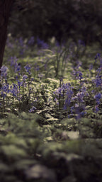 Bluebells in a forest clearing with sunlight filtering through