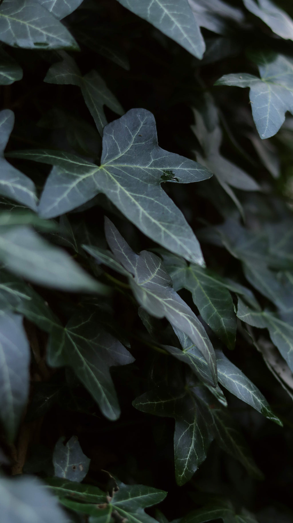 Unfurl 09