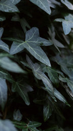 Unfurl 09