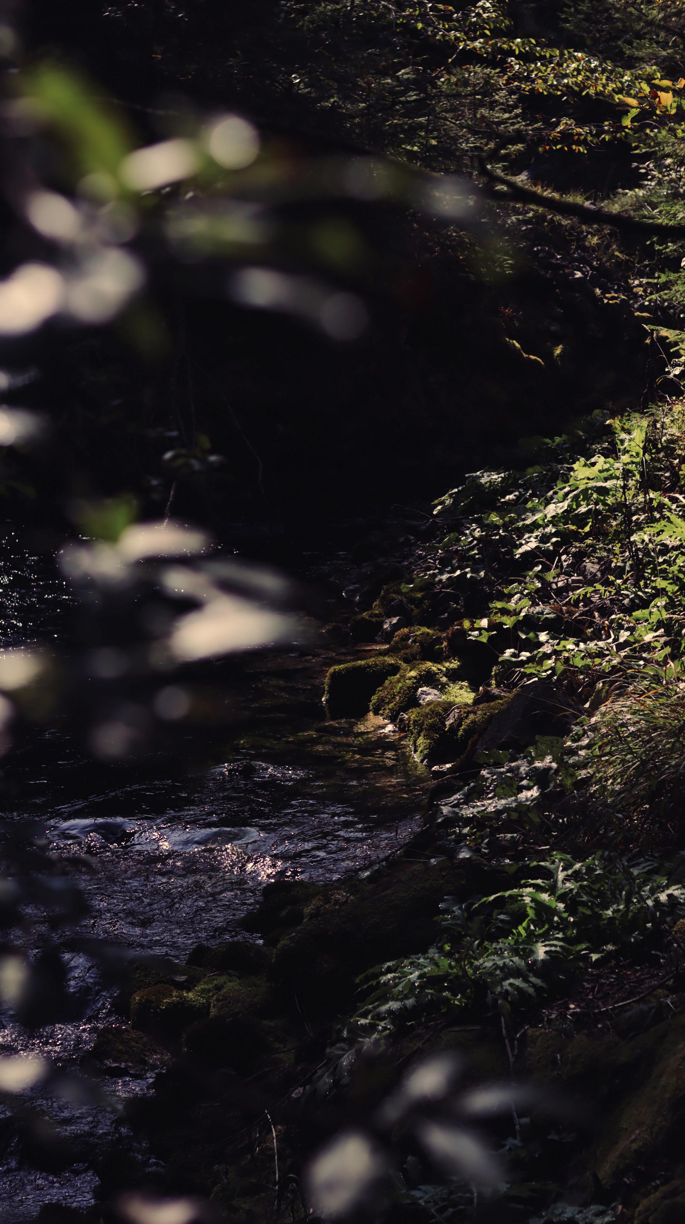 Dark glistening stream flowing through a forest with moss-covered rocks and soft afternoon light shining through tree branches.