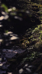Dark glistening stream flowing through a forest with moss-covered rocks and soft afternoon light shining through tree branches.