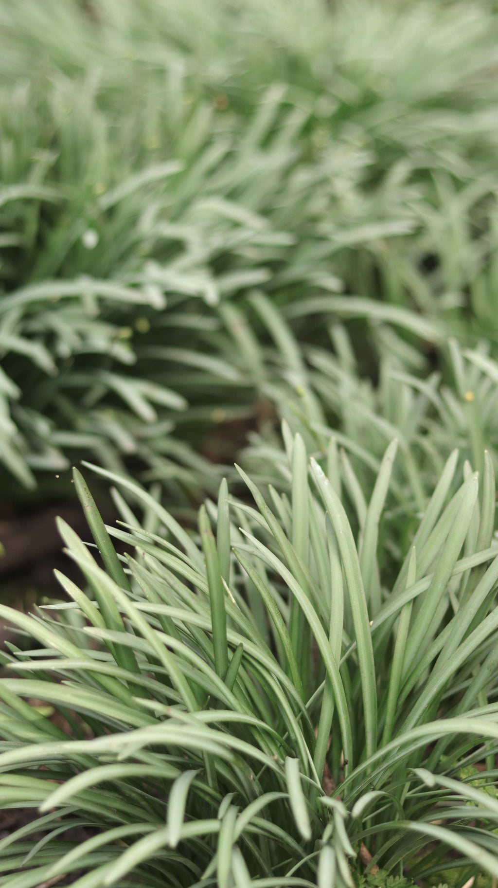 Close-up of fresh spring green grass plants in the forest