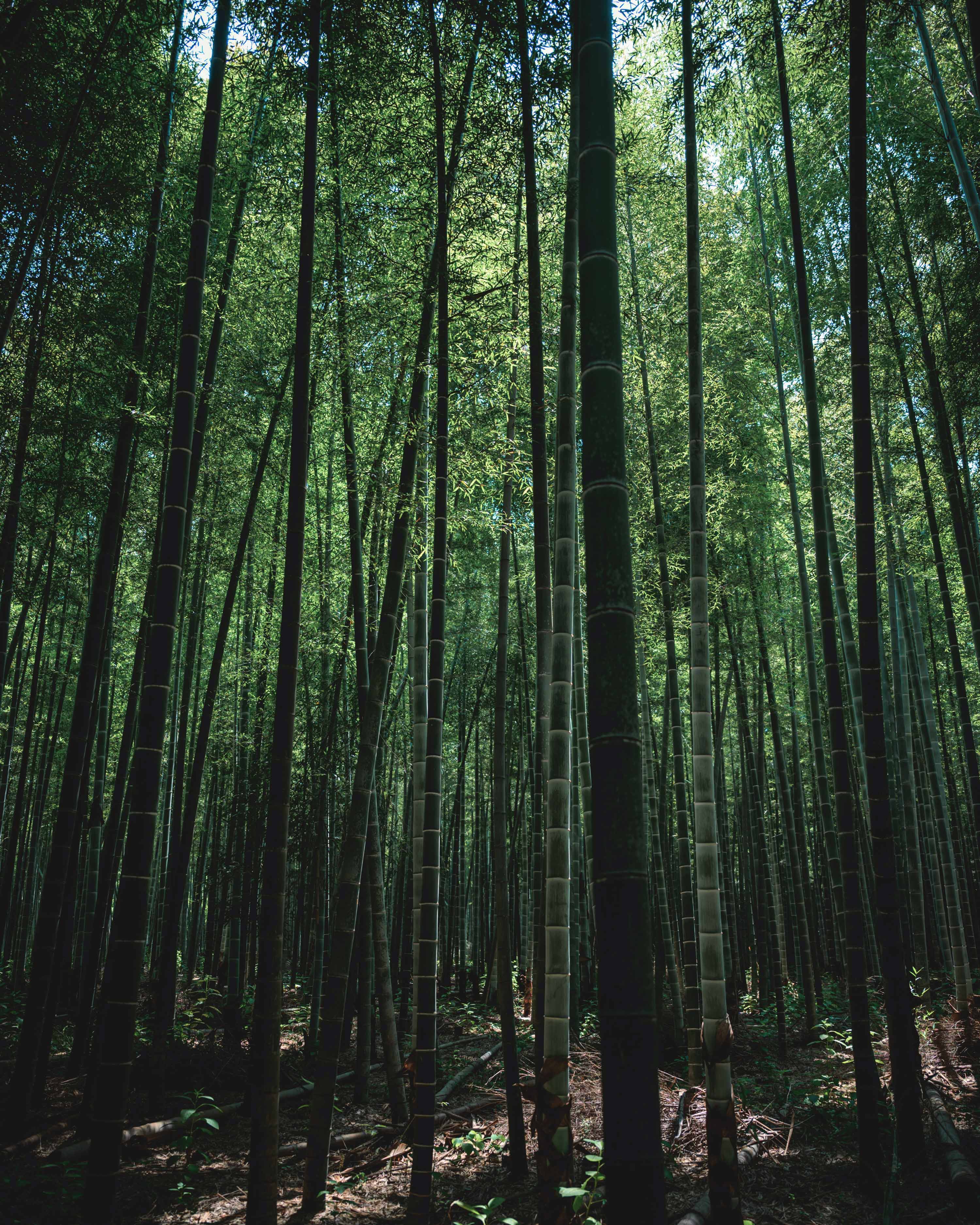 Picture of bamboo forest by Dong Xie