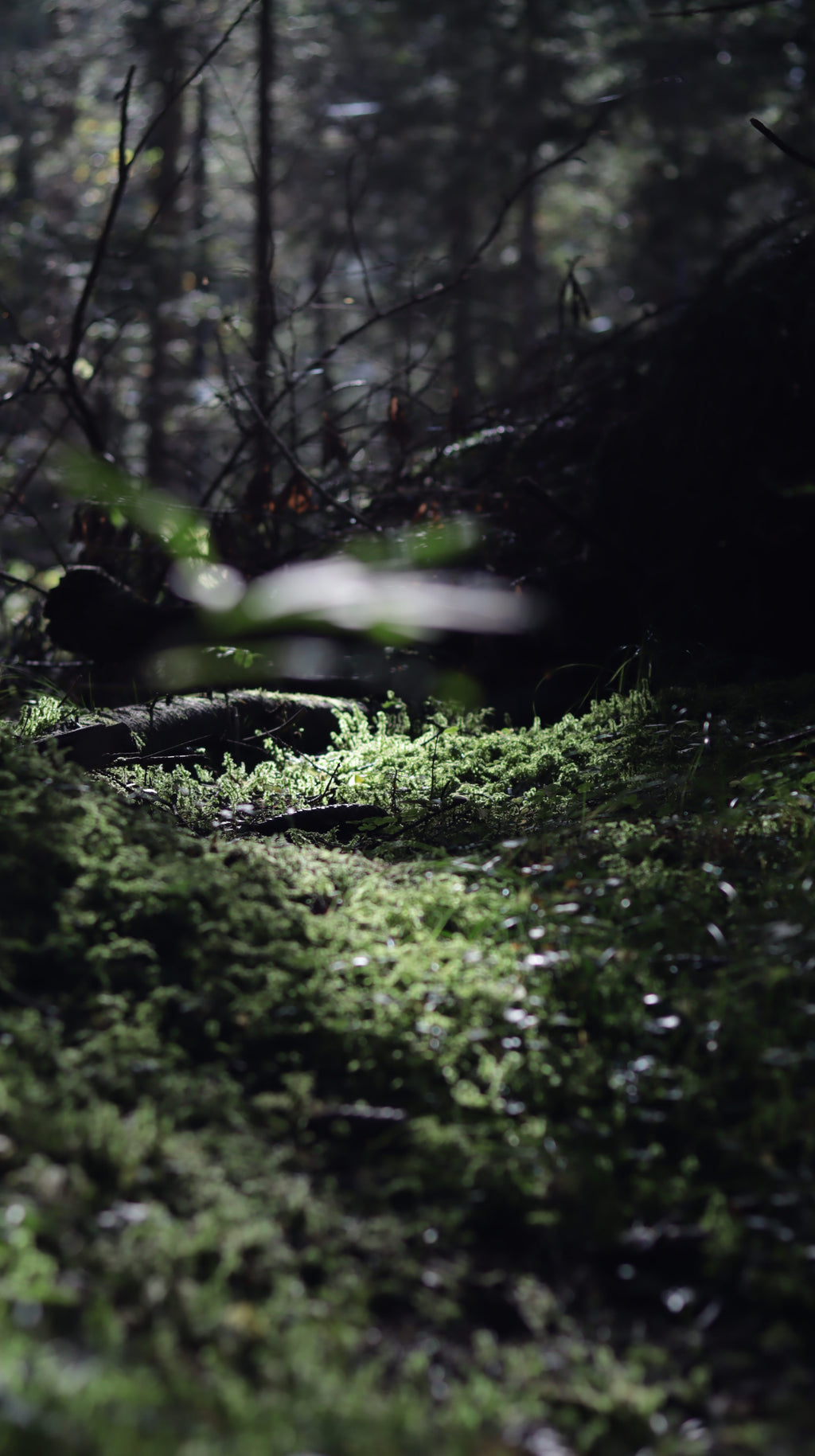 Unfurl 06