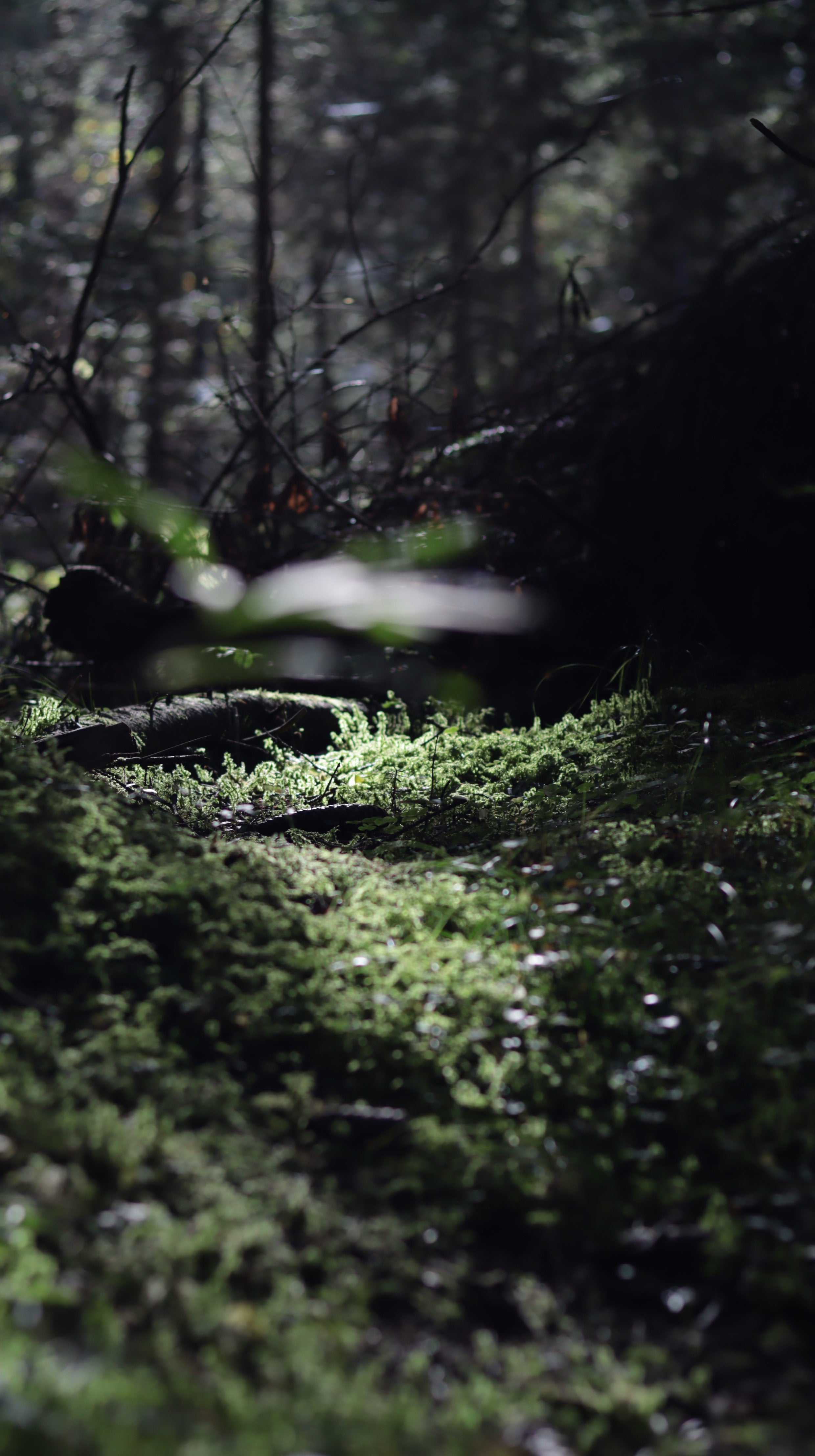 Unfurl 06
