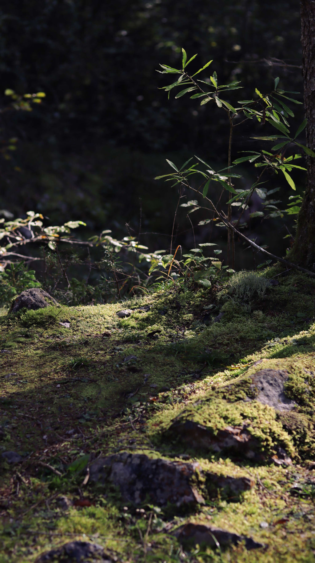 In this Verdant Place #66