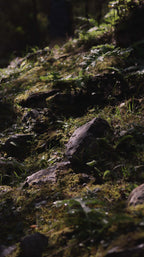 In this Verdant Place #69