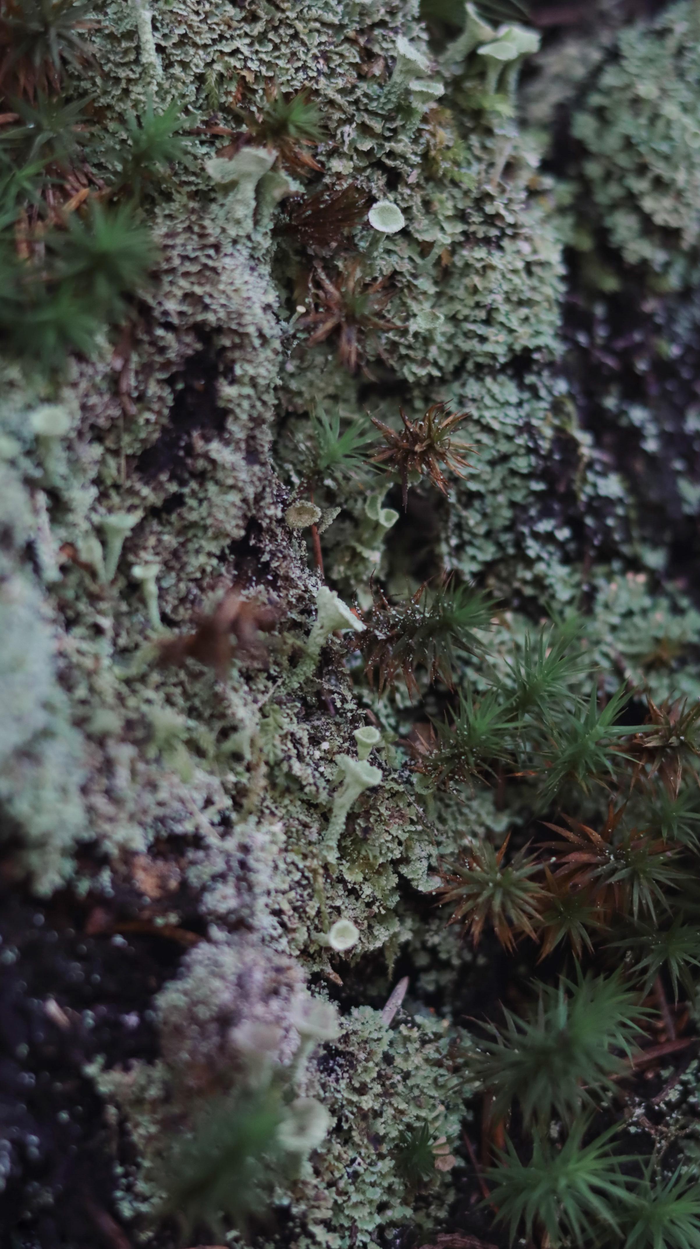 Close-up of a moss and lichen covered rock face with various shades of turquoise blue, green and brown.