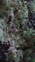 Close-up of a moss and lichen covered rock face with various shades of turquoise blue, green and brown.