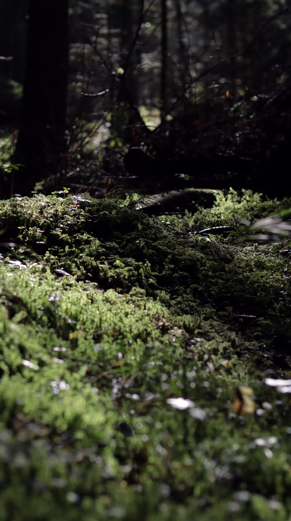 Mossy forest floor with trees in the background