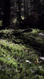 Mossy forest floor with trees in the background
