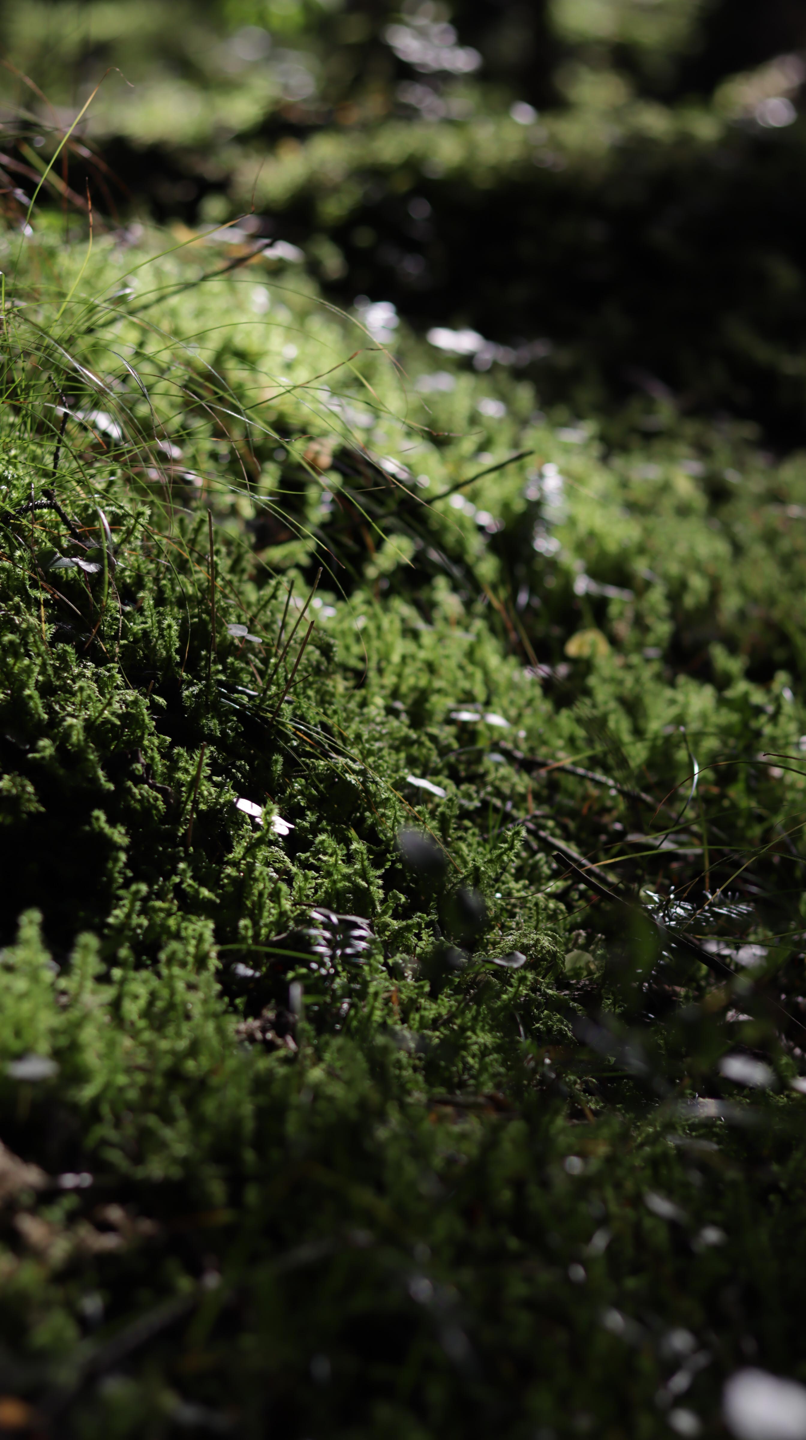 Close-up of lush mossy forest floor with dramatic light 