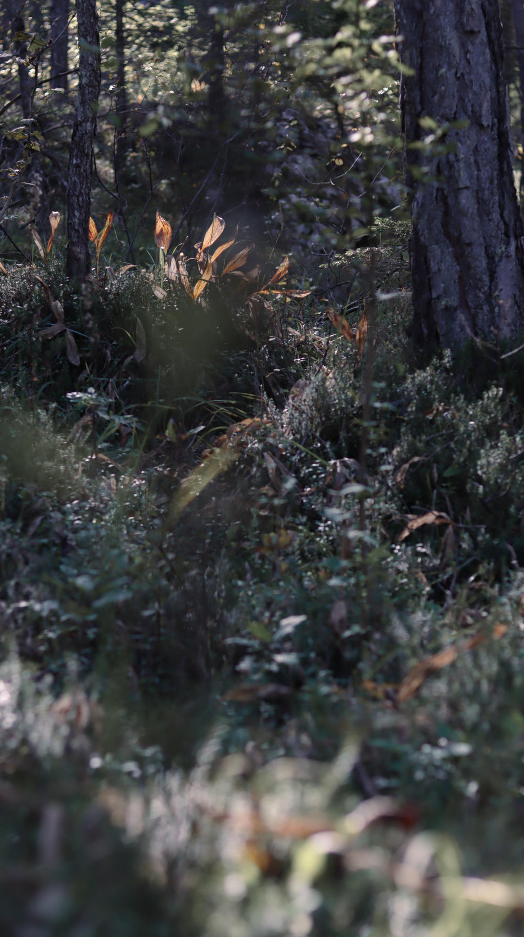 Forest floor with shrubs and rays of sunlight in cool blue-grey tones