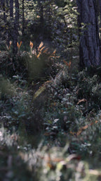 Forest floor with shrubs and rays of sunlight in cool blue-grey tones