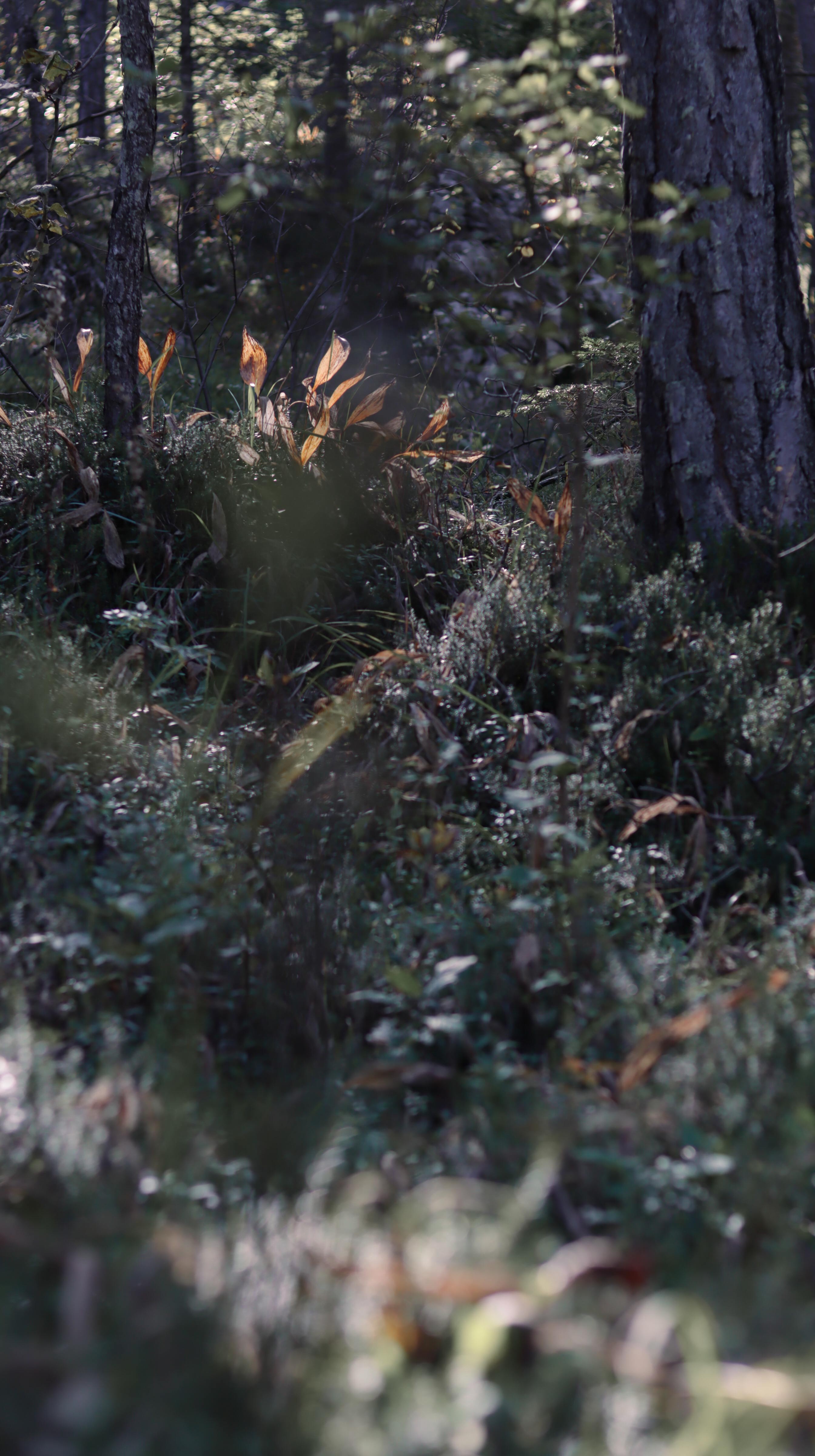 Forest floor with shrubs and rays of sunlight in cool blue-grey tones