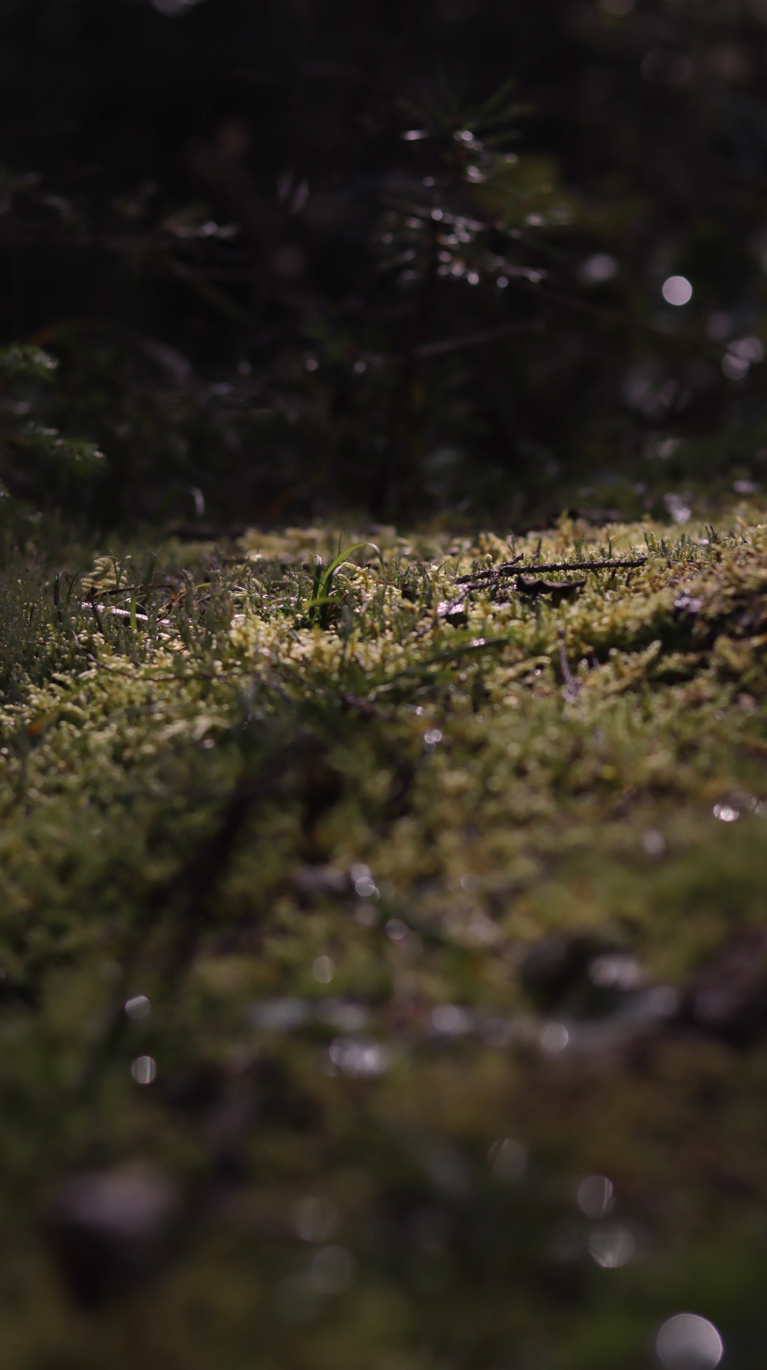 Mossy forest floor, glistening in the warm afternoon light with twigs scattered here and there