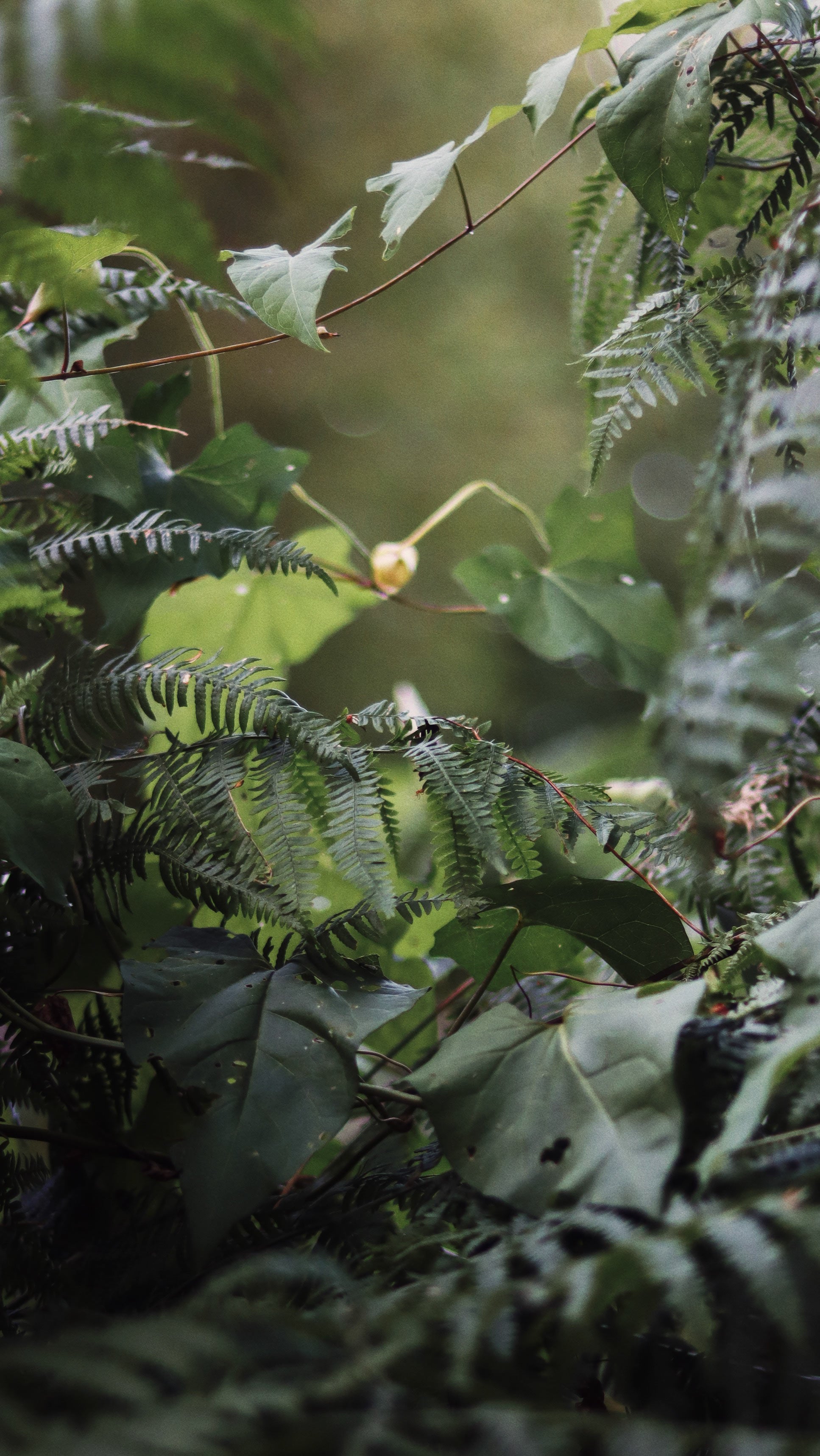 Close-up of green ferns, vines and leaves in the forest, with a blurred background