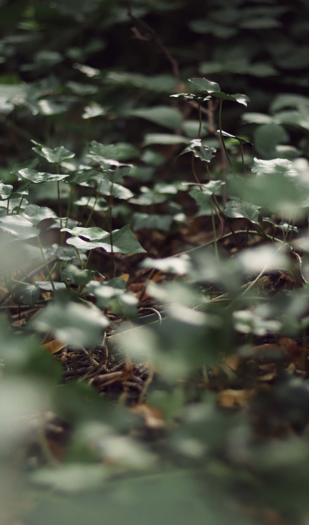 Close-up picture of dark green ivy on a forest floor with soft light shining upon it