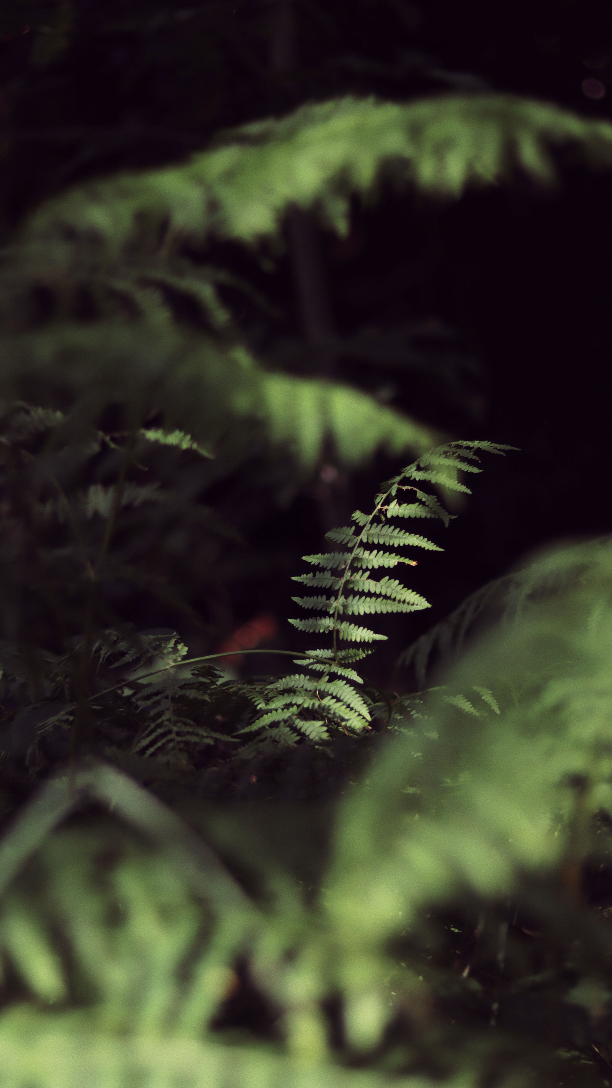 Close-up of fern leaves in the forest with a dark background