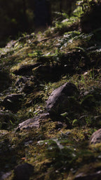 Sparkling mossy forest floor with dark grey rocks and greenery
