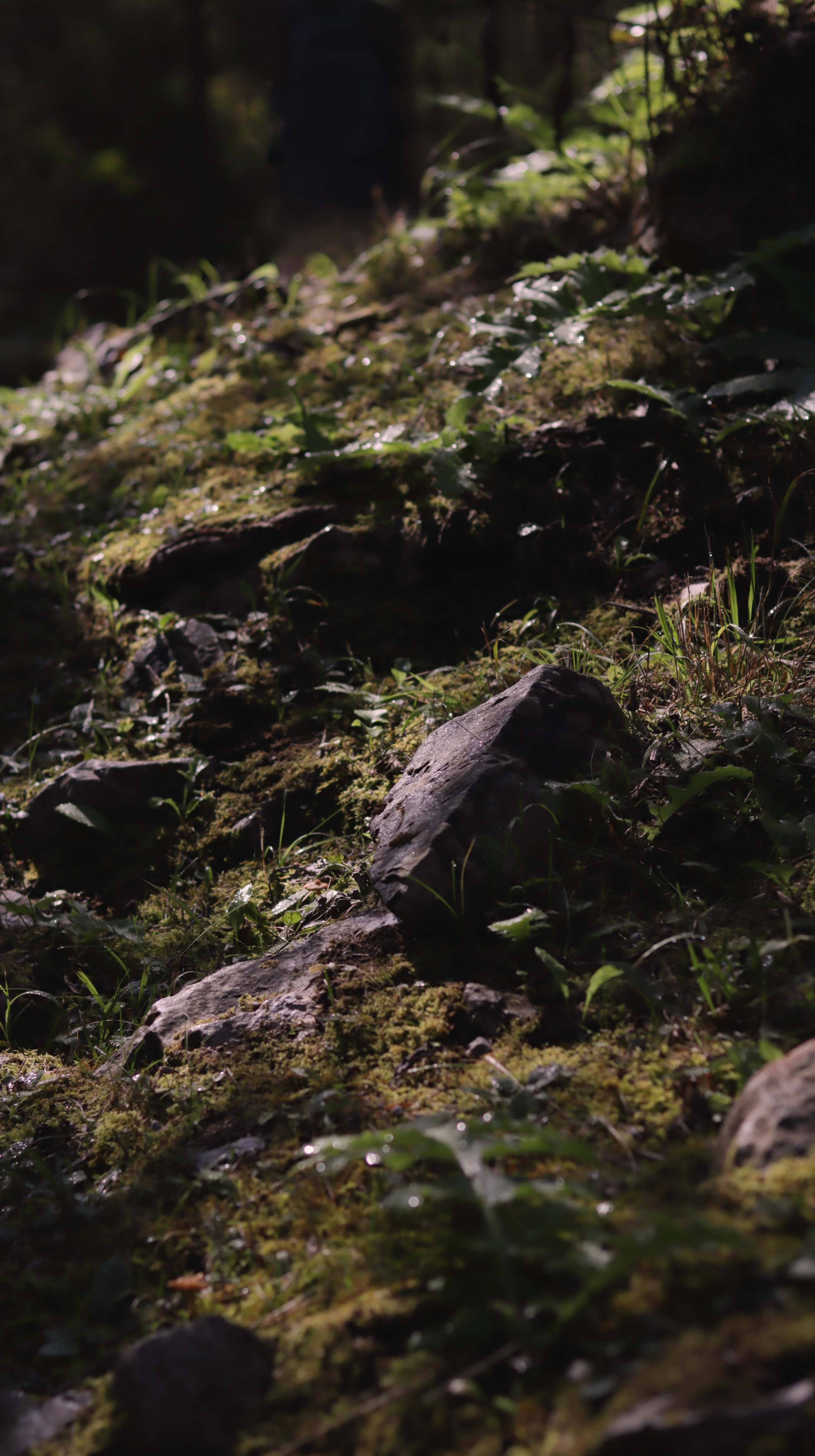Sparkling mossy forest floor with dark grey rocks and greenery