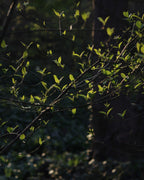 Sunlight filtering through tree branches with green leaves. A photograph by Aimee Johanan.